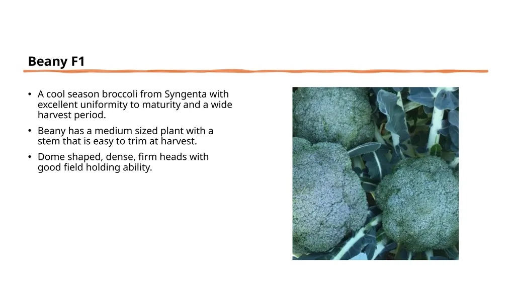 Broccoli cultivars Are these broccoli all the - slide 7 of 22