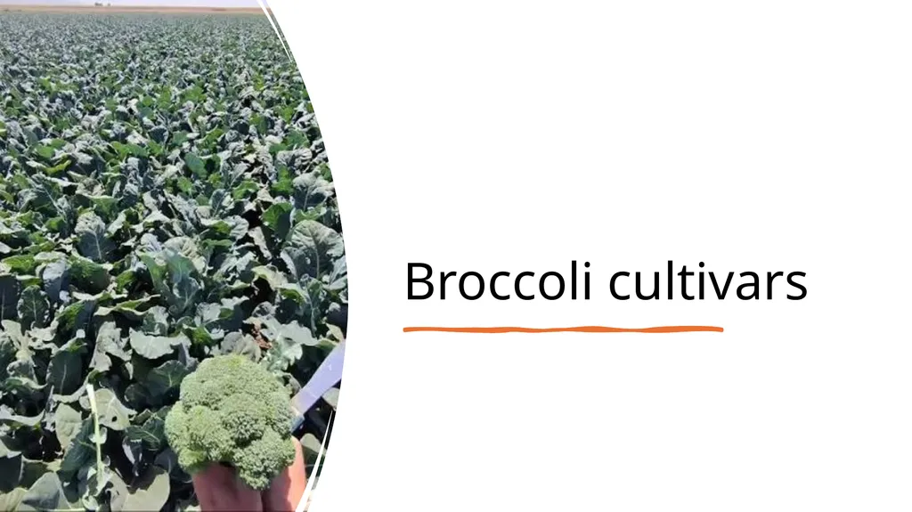 Broccoli cultivars Are these broccoli all the - slide 2 of 22