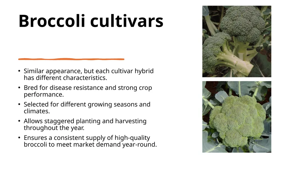 Broccoli cultivars Are these broccoli all the - slide 4 of 22
