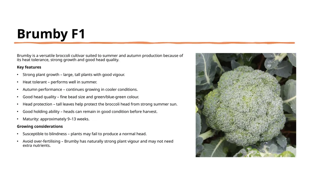 Broccoli cultivars Are these broccoli all the - slide 9 of 22