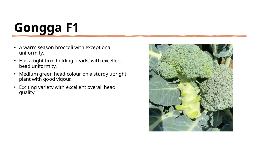Broccoli cultivars Are these broccoli all the - slide 12 of 22