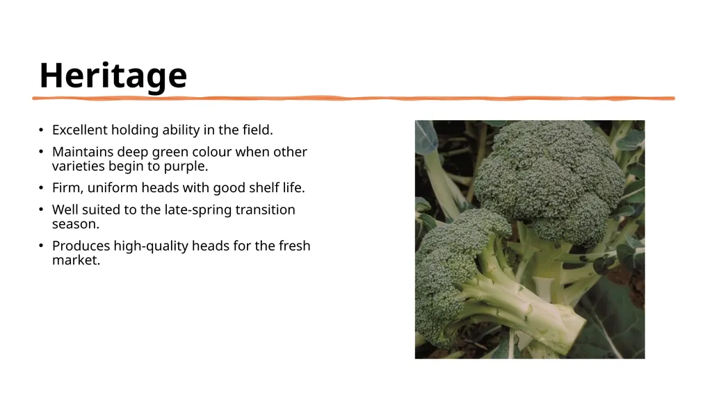 Broccoli cultivars Are these broccoli all the - slide 16 of 22