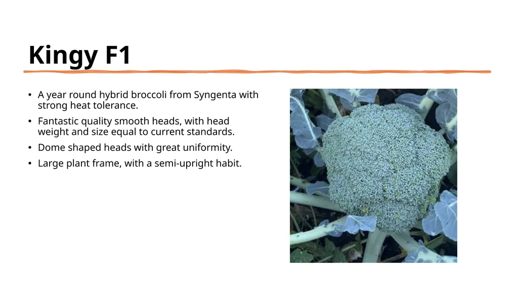 Broccoli cultivars Are these broccoli all the - slide 14 of 22