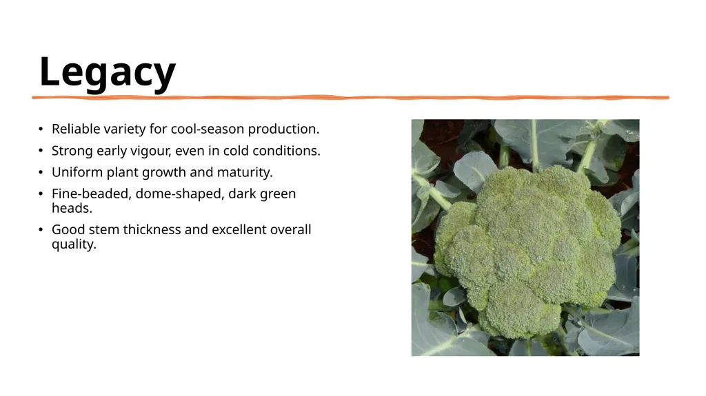 Broccoli cultivars Are these broccoli all the - slide 15 of 22