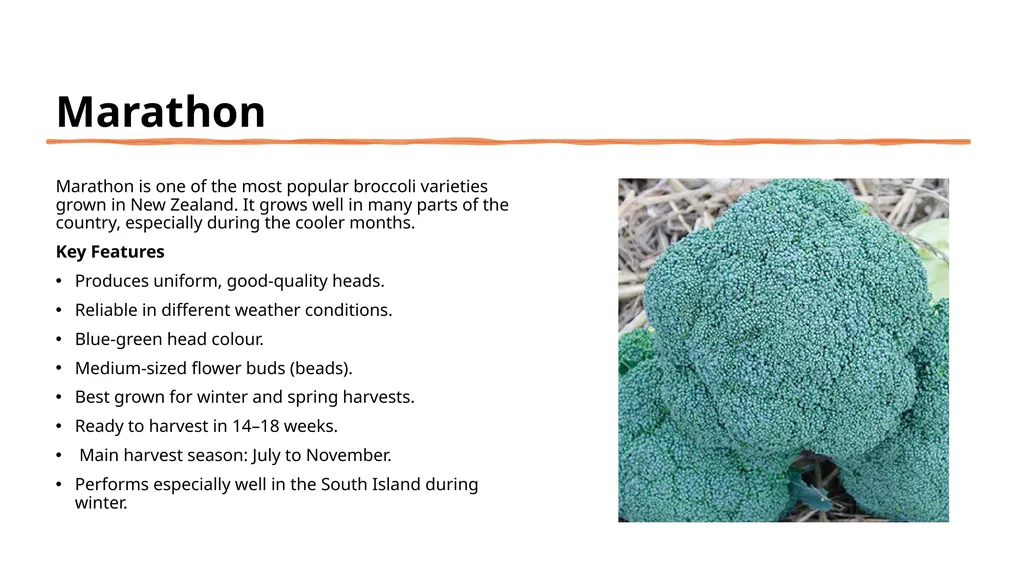 Broccoli cultivars Are these broccoli all the - slide 18 of 22