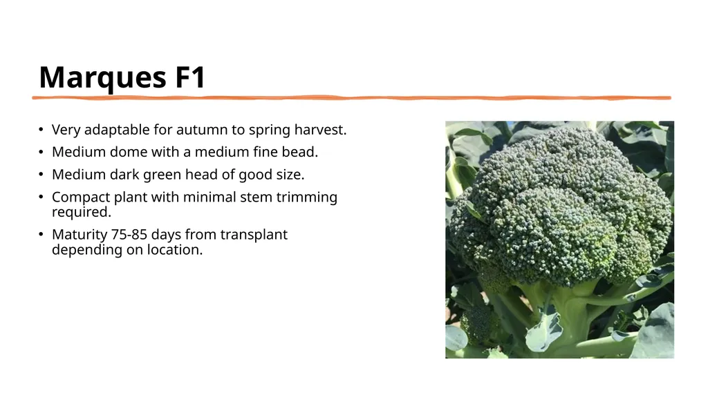 Broccoli cultivars Are these broccoli all the - slide 11 of 22