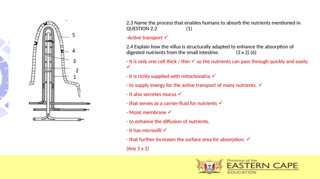 ANIMAL NUTRITION (Mammals) TOPIC: PROCESS OF - slide 25 of 28
