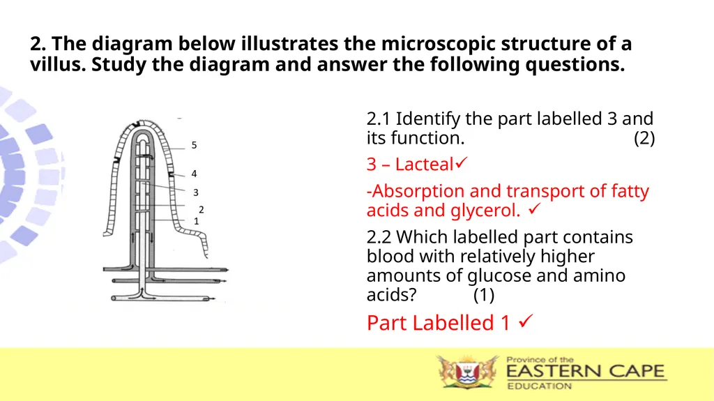 ANIMAL NUTRITION (Mammals) TOPIC: PROCESS OF - slide 24 of 28