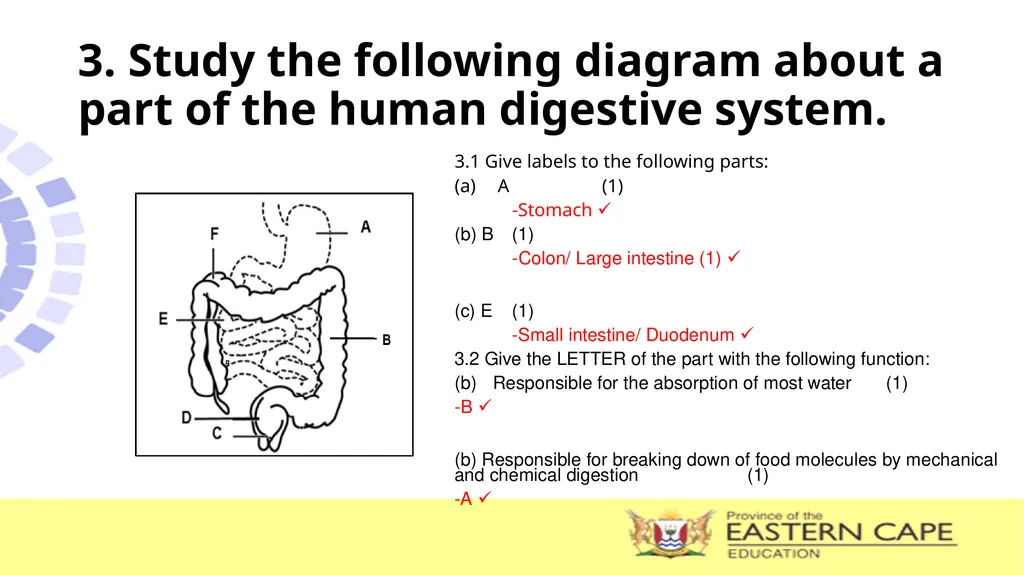 ANIMAL NUTRITION (Mammals) TOPIC: PROCESS OF - slide 26 of 28