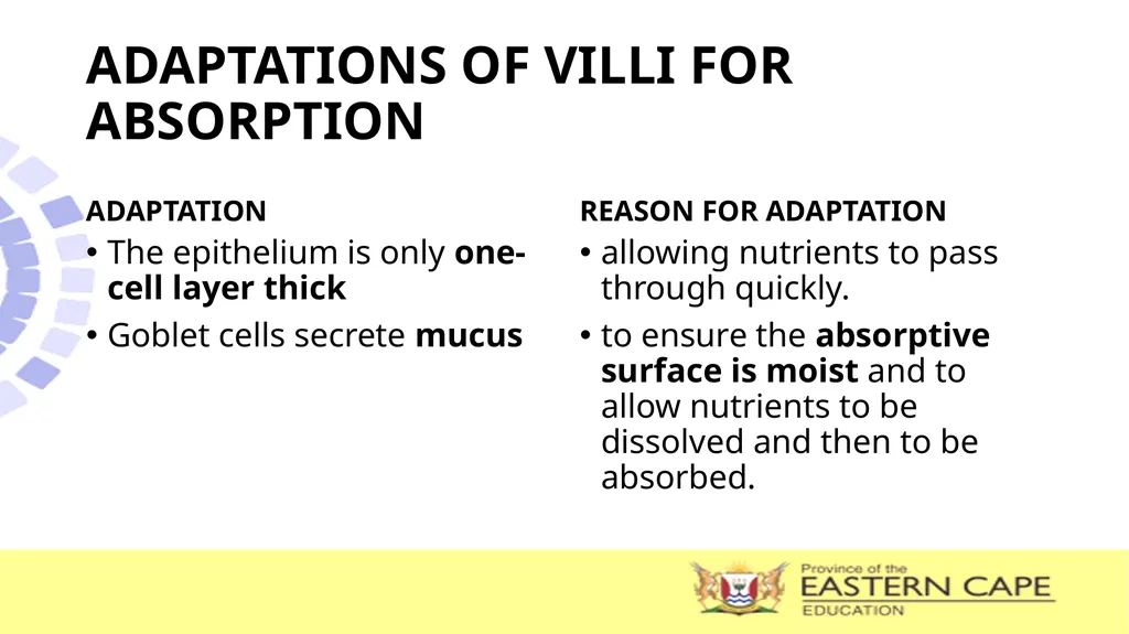 ANIMAL NUTRITION (Mammals) TOPIC: PROCESS OF - slide 19 of 28