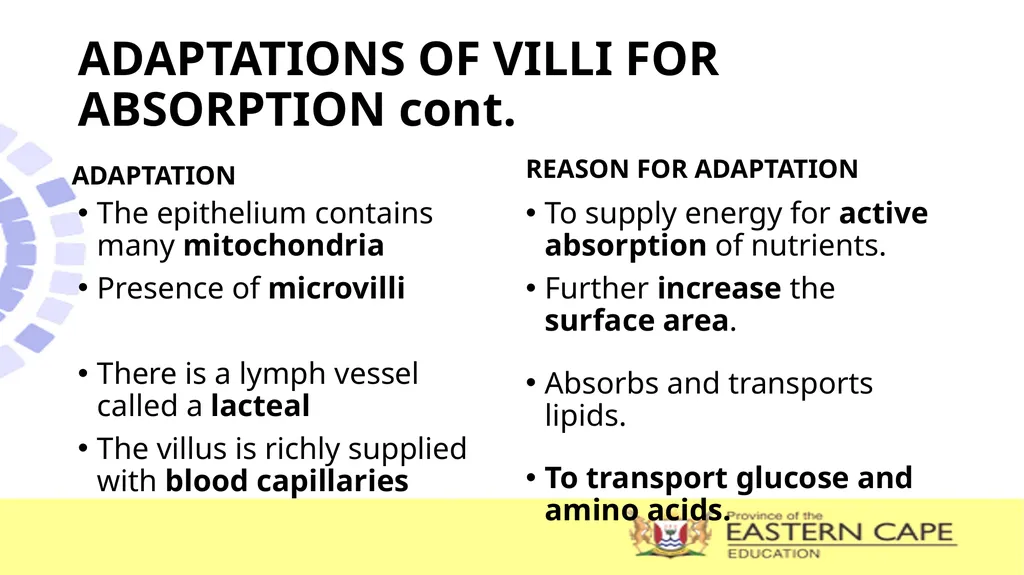 ANIMAL NUTRITION (Mammals) TOPIC: PROCESS OF - slide 20 of 28