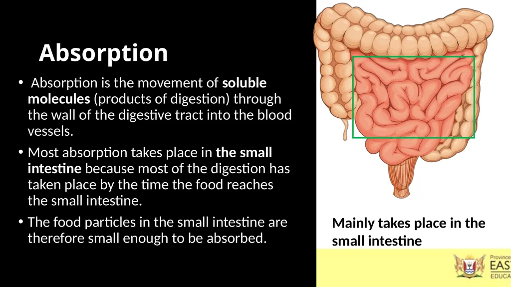 ANIMAL NUTRITION (Mammals) TOPIC: PROCESS OF - slide 15 of 28