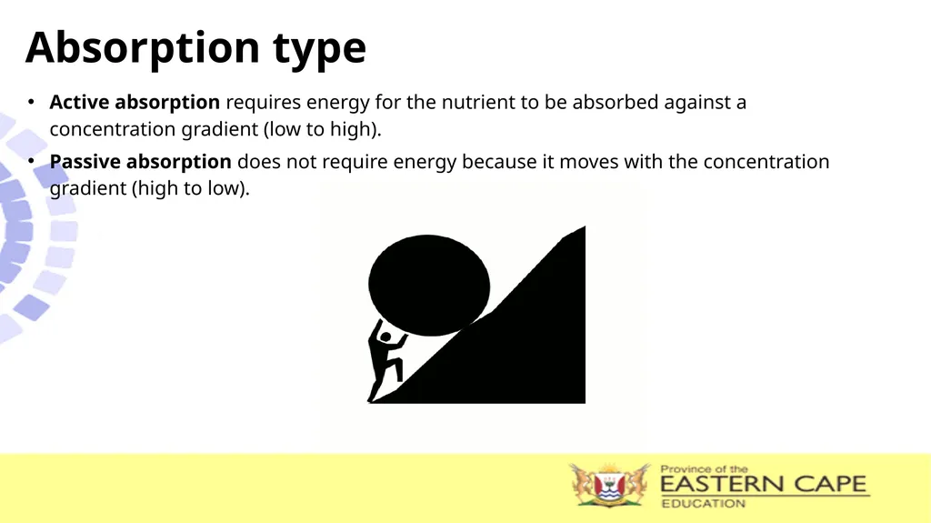 ANIMAL NUTRITION (Mammals) TOPIC: PROCESS OF - slide 21 of 28