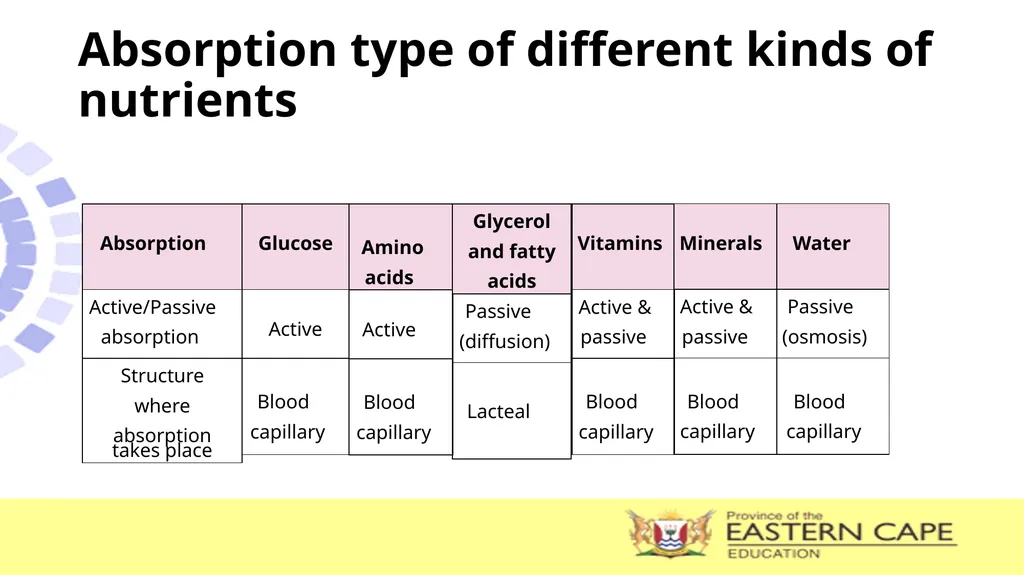 ANIMAL NUTRITION (Mammals) TOPIC: PROCESS OF - slide 22 of 28