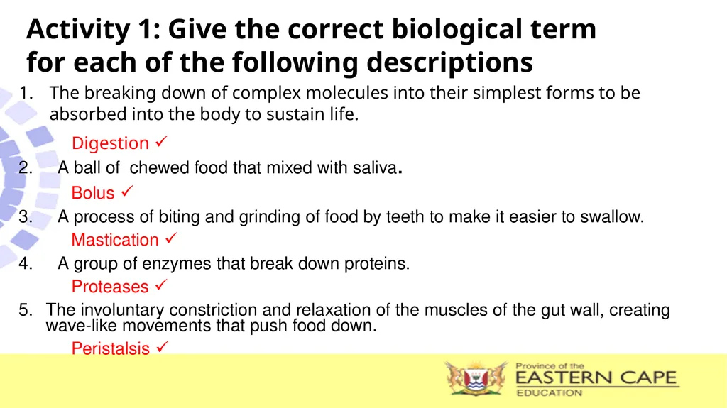 ANIMAL NUTRITION (Mammals) TOPIC: PROCESS OF - slide 14 of 28