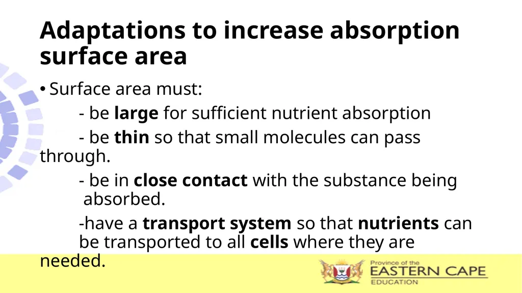 ANIMAL NUTRITION (Mammals) TOPIC: PROCESS OF - slide 16 of 28