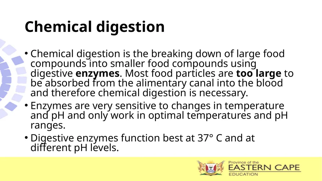 ANIMAL NUTRITION (Mammals) TOPIC: PROCESS OF - slide 12 of 28