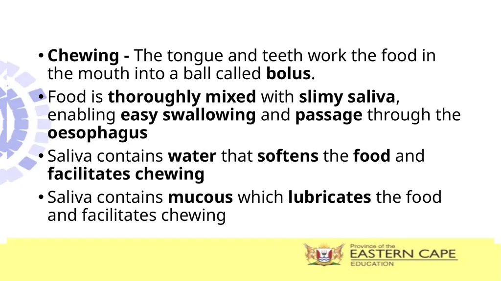 ANIMAL NUTRITION (Mammals) TOPIC: PROCESS OF - slide 8 of 28