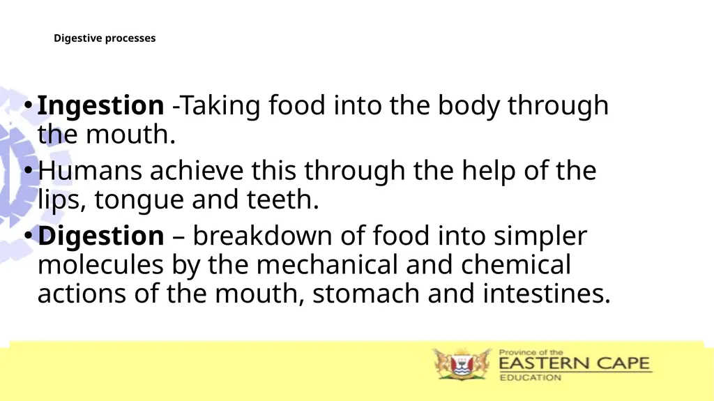 ANIMAL NUTRITION (Mammals) TOPIC: PROCESS OF - slide 5 of 28
