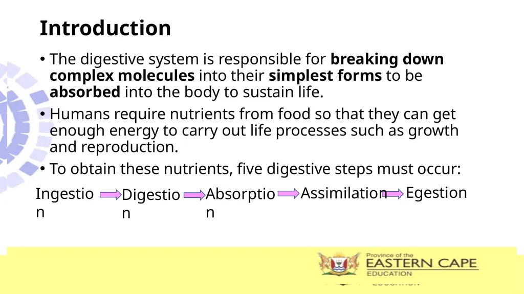 ANIMAL NUTRITION (Mammals) TOPIC: PROCESS OF - slide 3 of 28