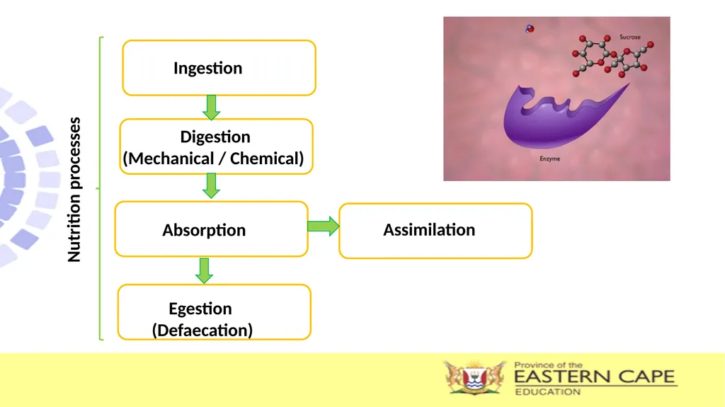 ANIMAL NUTRITION (Mammals) TOPIC: PROCESS OF - slide 4 of 28