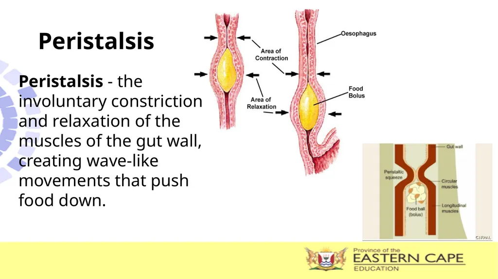 ANIMAL NUTRITION (Mammals) TOPIC: PROCESS OF - slide 9 of 28