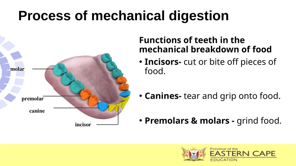 ANIMAL NUTRITION (Mammals) TOPIC: PROCESS OF - slide 7 of 28