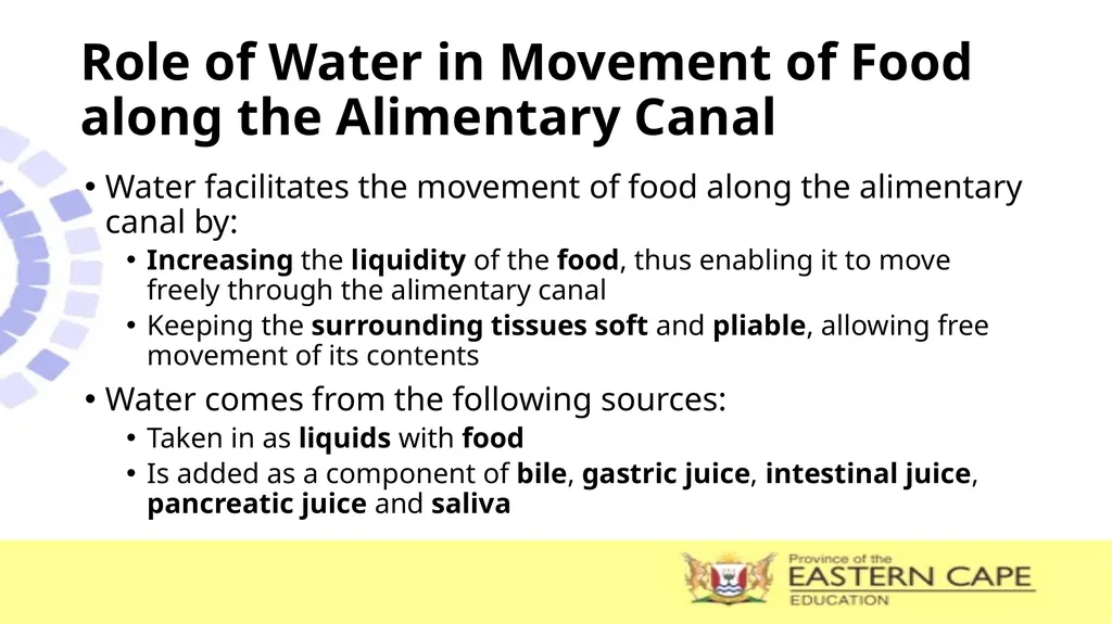 ANIMAL NUTRITION (Mammals) TOPIC: PROCESS OF - slide 11 of 28