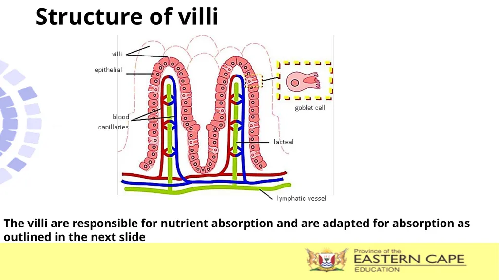 ANIMAL NUTRITION (Mammals) TOPIC: PROCESS OF - slide 18 of 28