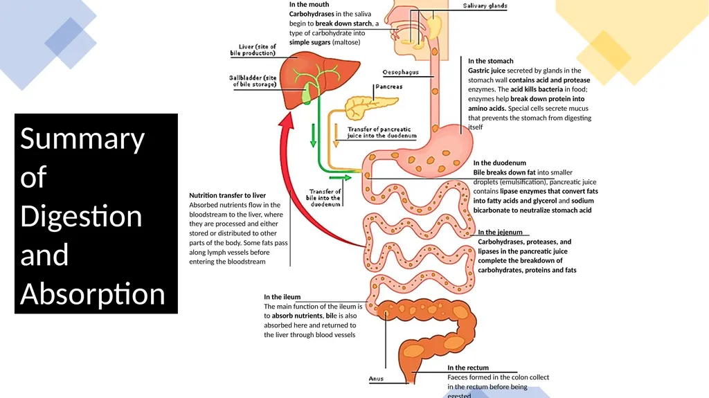 ANIMAL NUTRITION (Mammals) TOPIC: PROCESS OF - slide 28 of 28