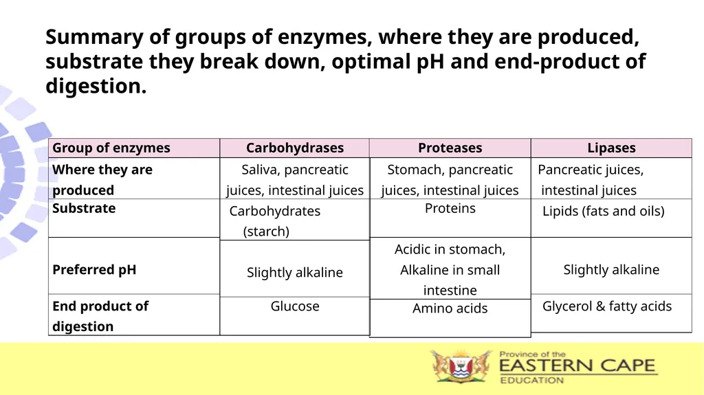 ANIMAL NUTRITION (Mammals) TOPIC: PROCESS OF - slide 13 of 28