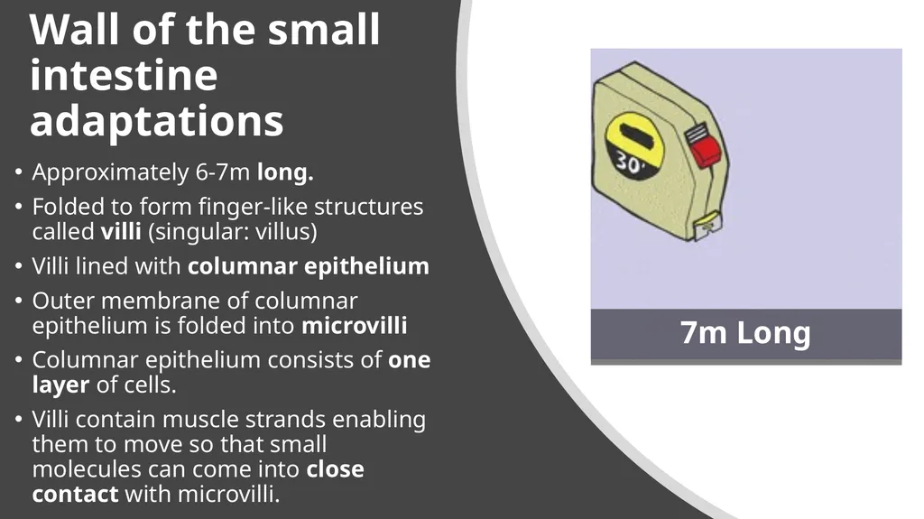 ANIMAL NUTRITION (Mammals) TOPIC: PROCESS OF - slide 17 of 28