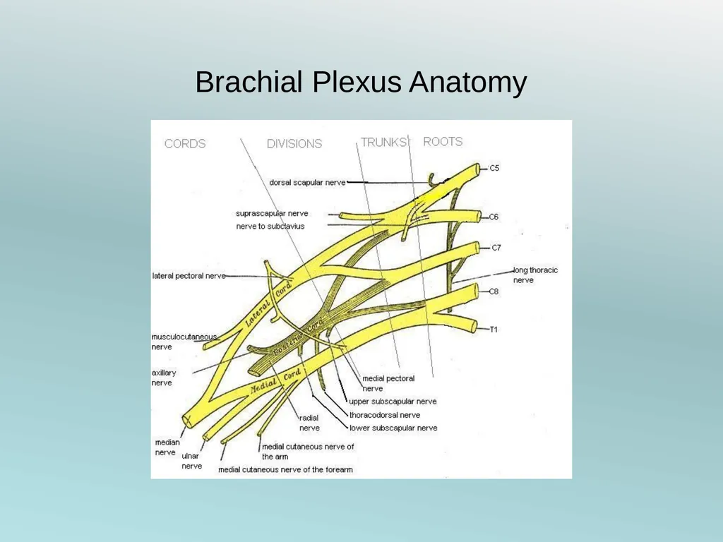 Surgery Under Regional Anesthesia Jean Daniel - slide 5 of 76