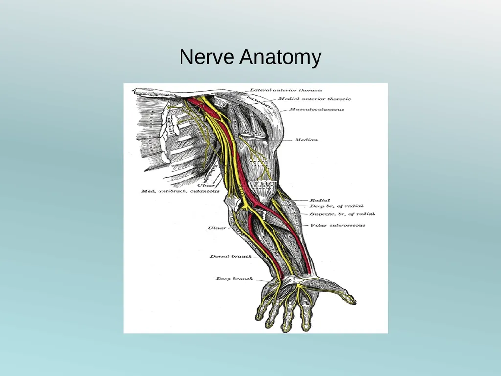 Surgery Under Regional Anesthesia Jean Daniel - slide 28 of 76
