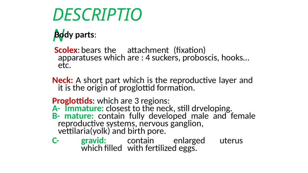 Practical parasitology Platyhelminthes (flat - slide 24 of 31