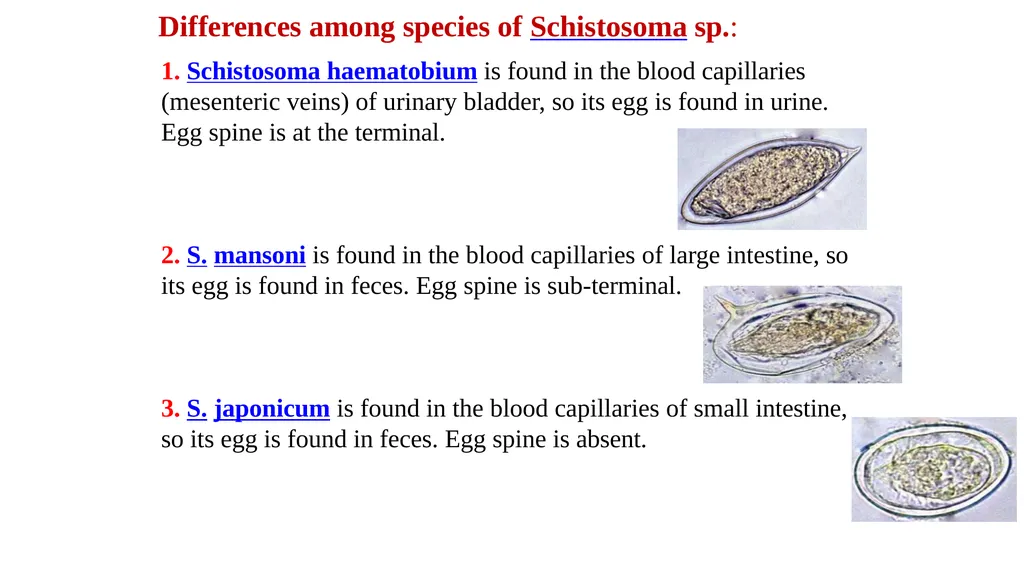 Practical parasitology Platyhelminthes (flat - slide 12 of 31