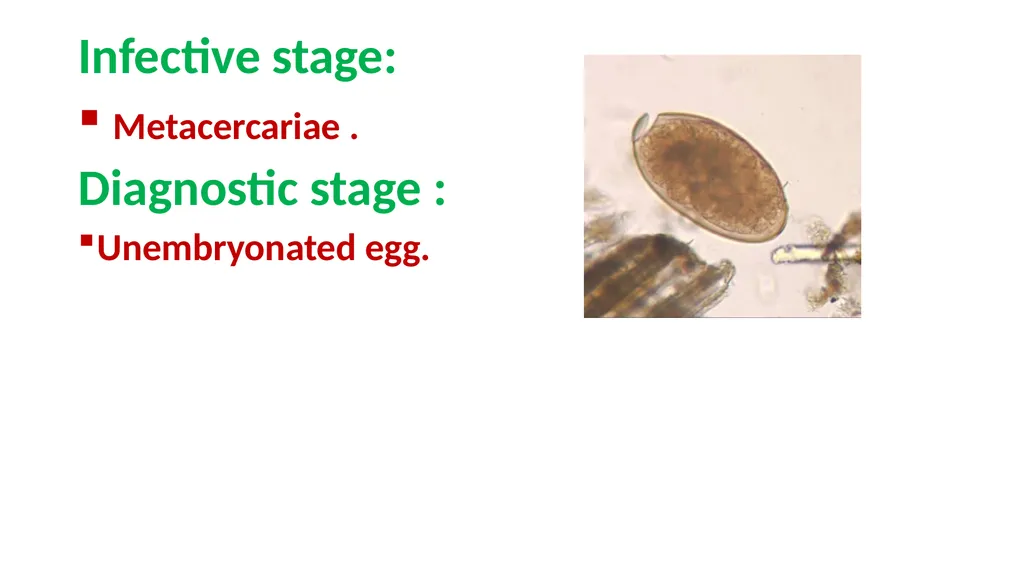 Practical parasitology Platyhelminthes (flat - slide 15 of 31