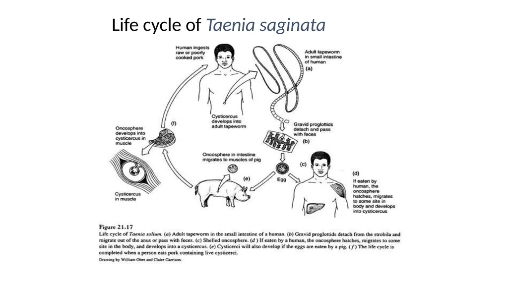 Practical parasitology Platyhelminthes (flat - slide 27 of 31