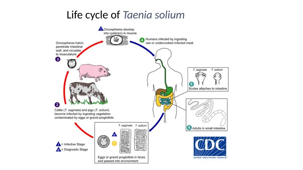 Practical parasitology Platyhelminthes (flat - slide 26 of 31