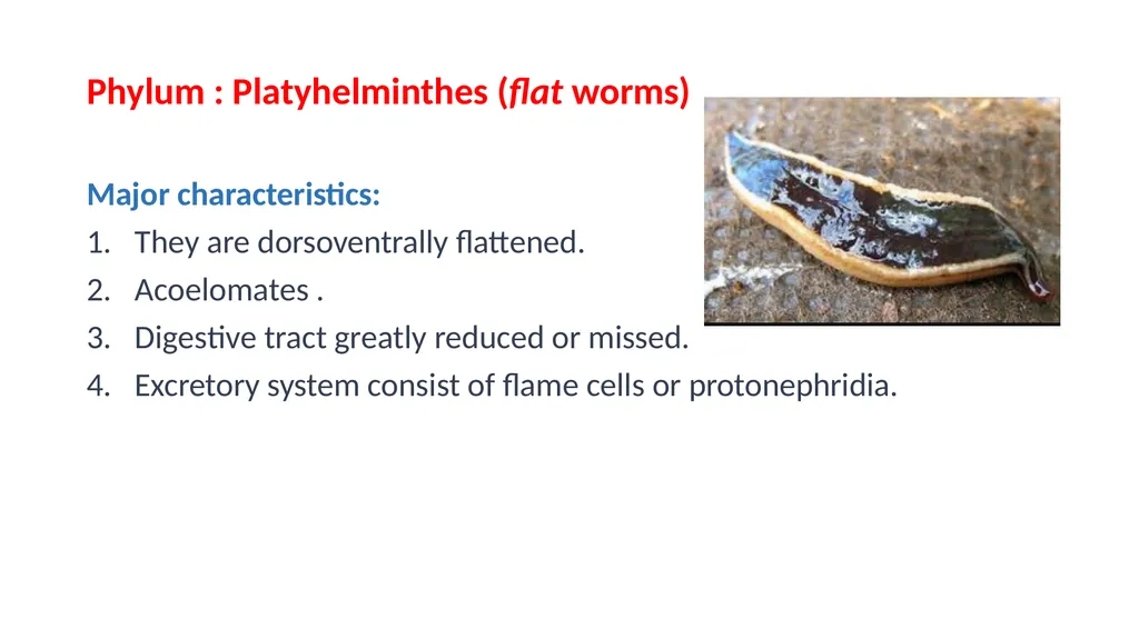 Practical parasitology Platyhelminthes (flat - slide 2 of 31