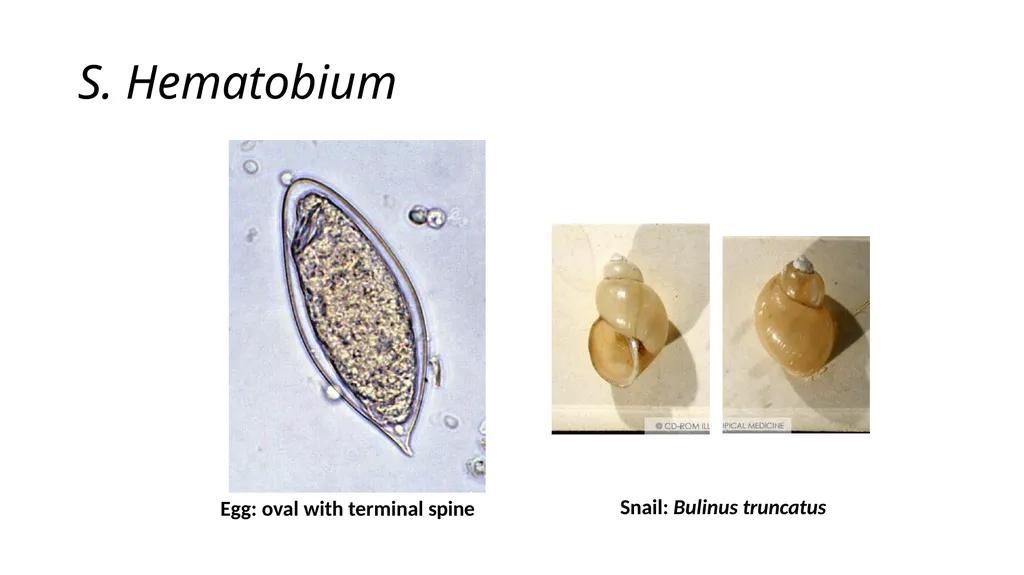 Practical parasitology Platyhelminthes (flat - slide 11 of 31