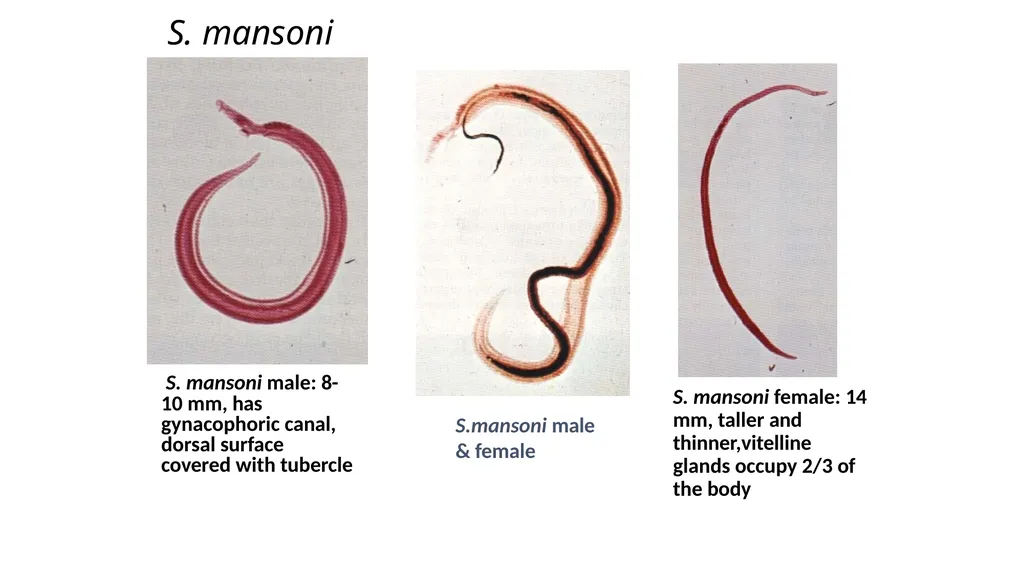 Practical parasitology Platyhelminthes (flat - slide 9 of 31