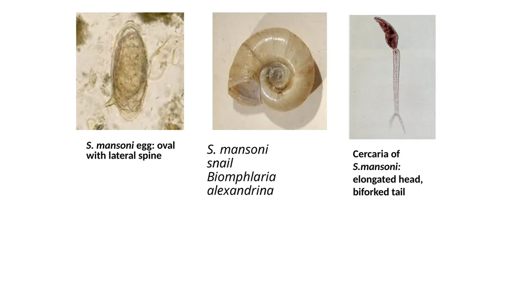 Practical parasitology Platyhelminthes (flat - slide 10 of 31
