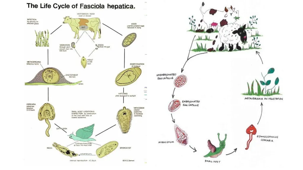 Practical parasitology Platyhelminthes (flat - slide 14 of 31