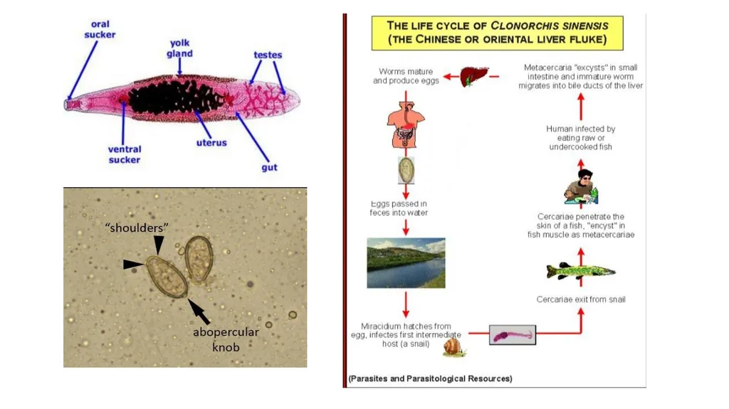 Practical parasitology Platyhelminthes (flat - slide 17 of 31