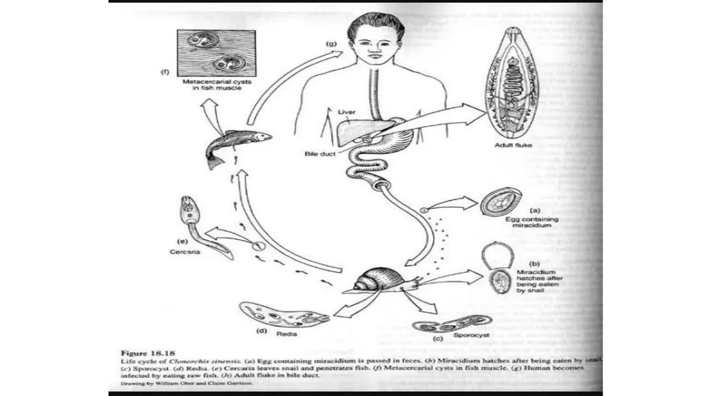 Practical parasitology Platyhelminthes (flat - slide 18 of 31