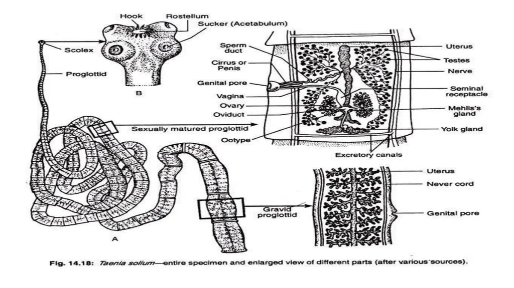 Practical parasitology Platyhelminthes (flat - slide 22 of 31
