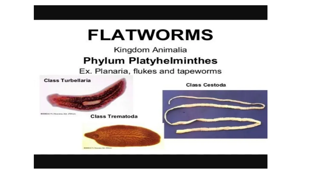 Practical parasitology Platyhelminthes (flat - slide 3 of 31
