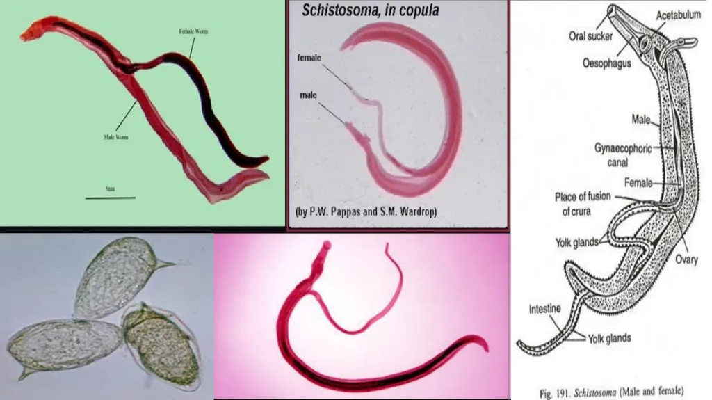 Practical parasitology Platyhelminthes (flat - slide 6 of 31