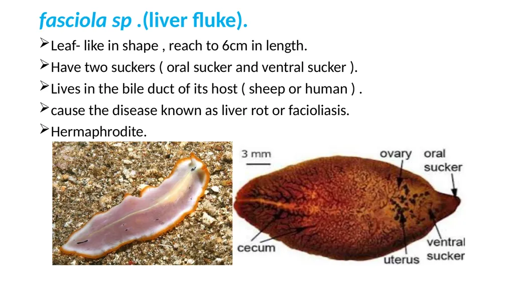 Practical parasitology Platyhelminthes (flat - slide 13 of 31